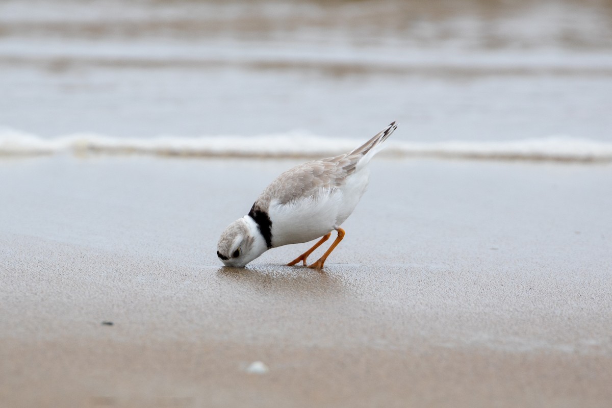 Piping Plover - ML619294397