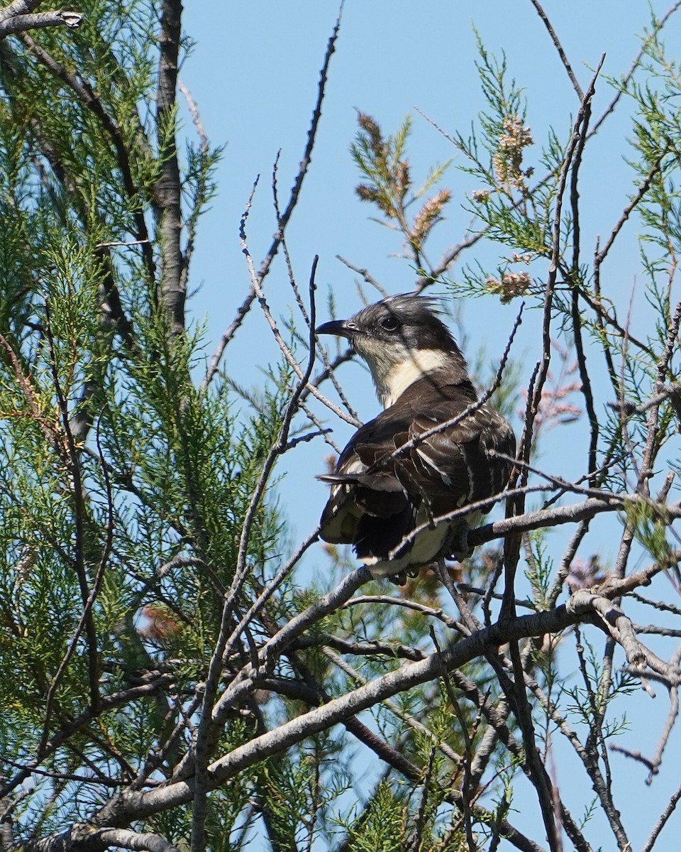 Great Spotted Cuckoo - Ben Costamagna