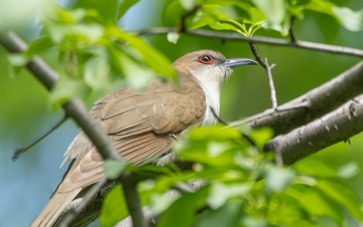 Black-billed Cuckoo - Arthur Mercado