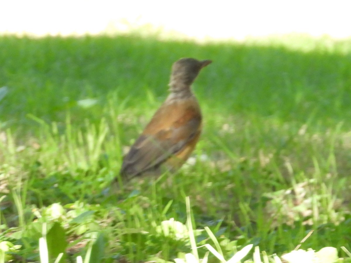 Rufous-backed Robin - Nick Komar