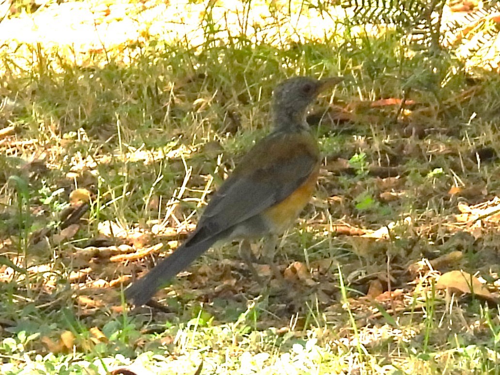 Rufous-backed Robin - Nick Komar