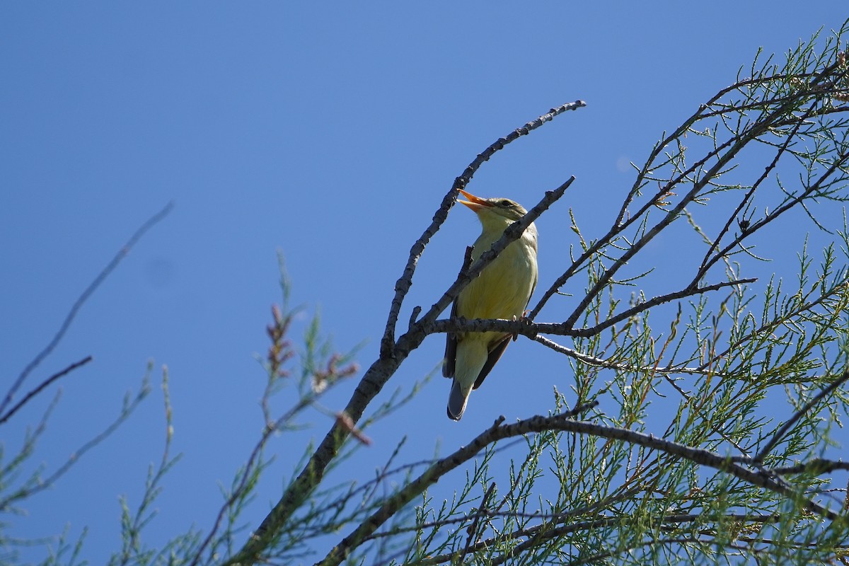 Melodious Warbler - Ben Costamagna