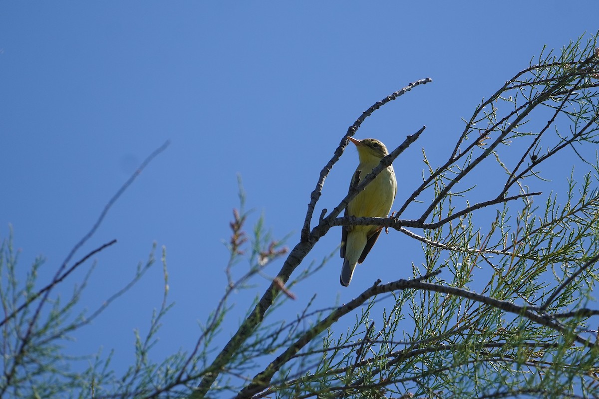 Melodious Warbler - Ben Costamagna