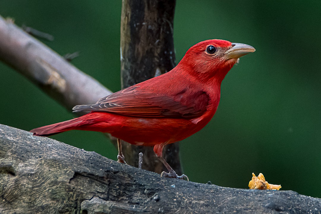 Summer Tanager - Juan Carlos Lopez Mejia