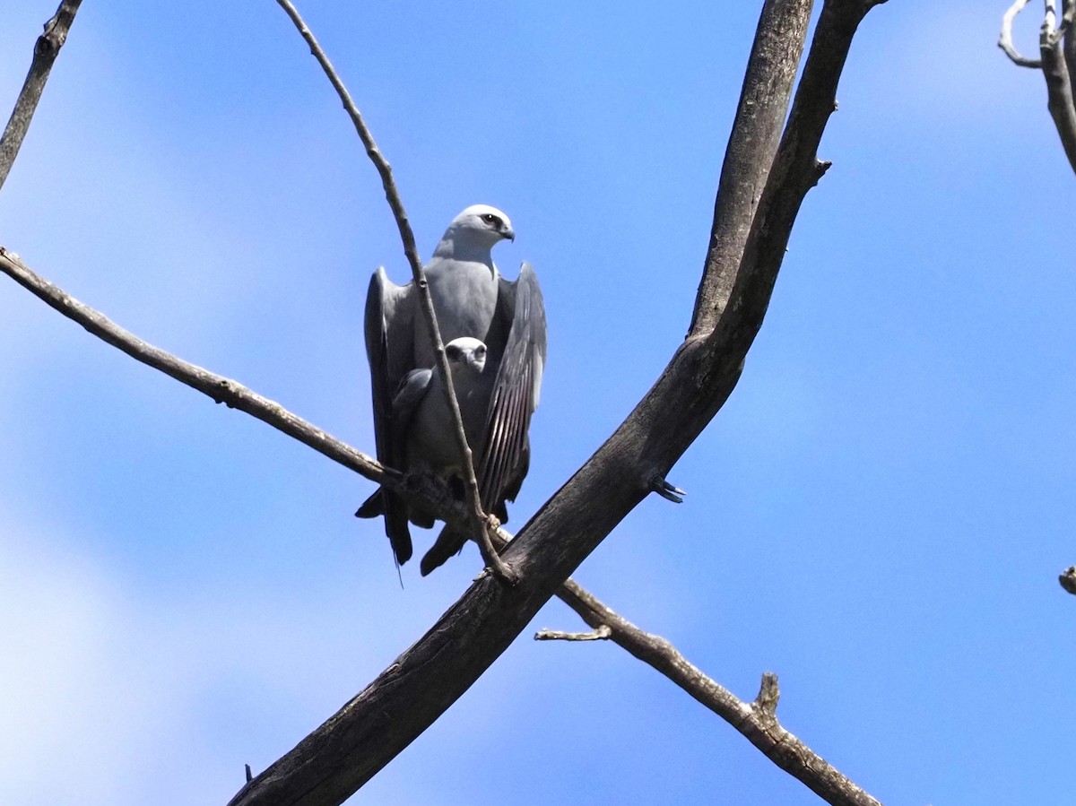 Mississippi Kite - ML619294427