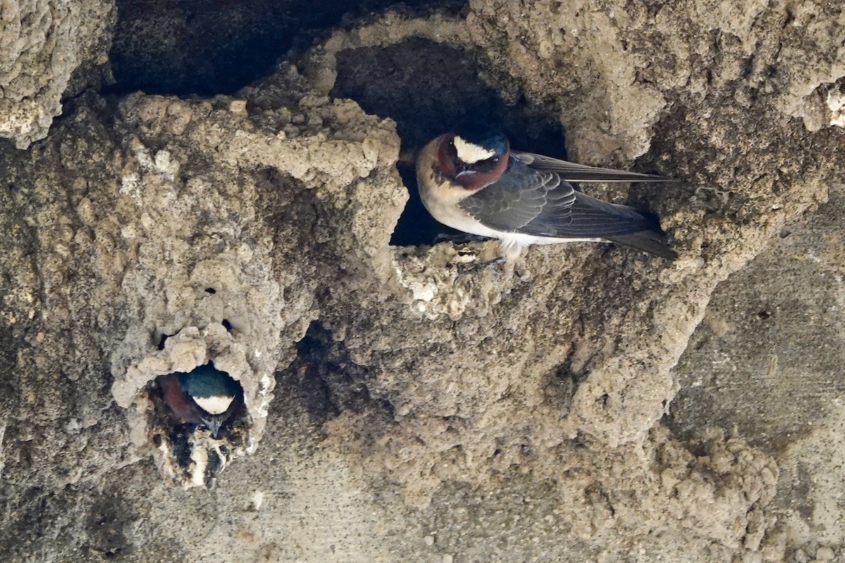 Cliff Swallow - ML619294432