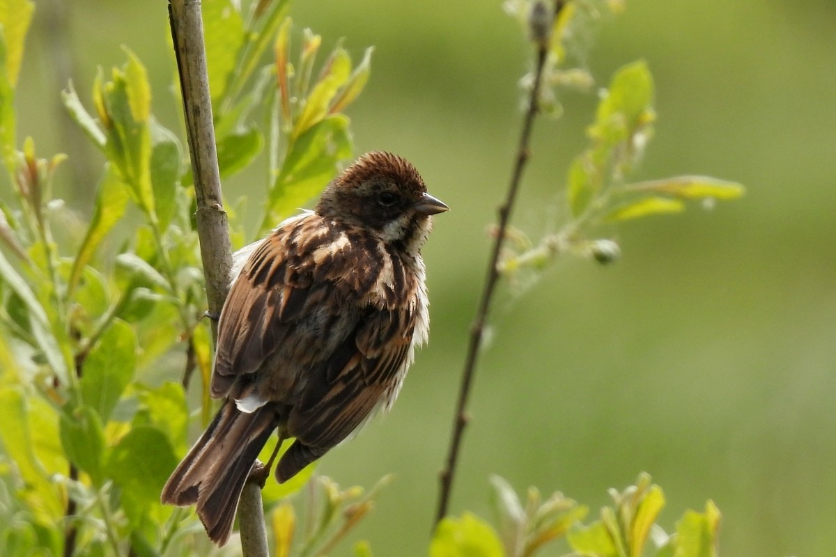 Reed Bunting - Leszek Noga