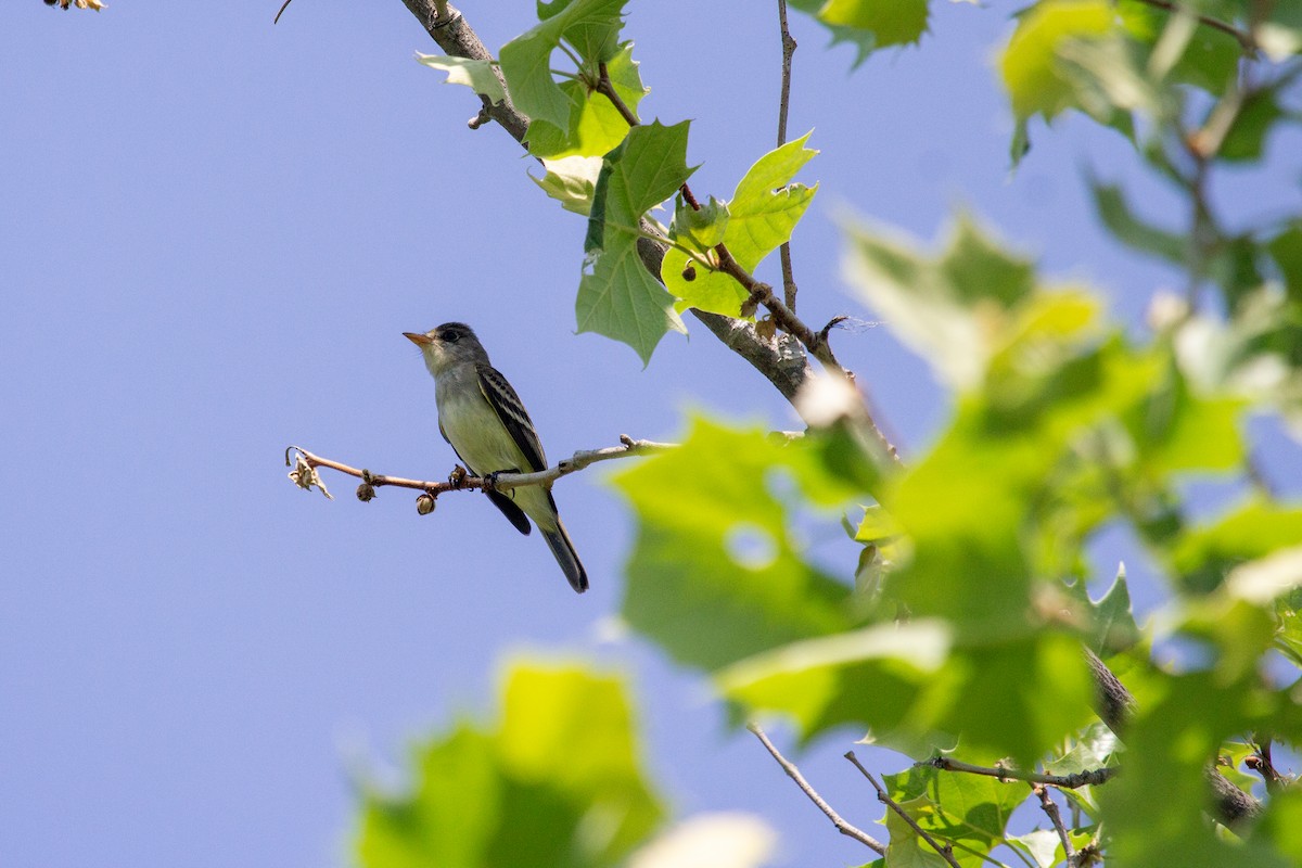 Willow Flycatcher - Nathan McCarty