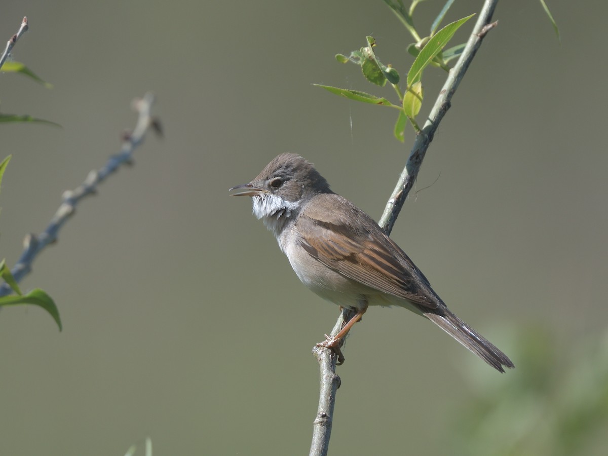 Greater Whitethroat - Krzysztof Czarnocki