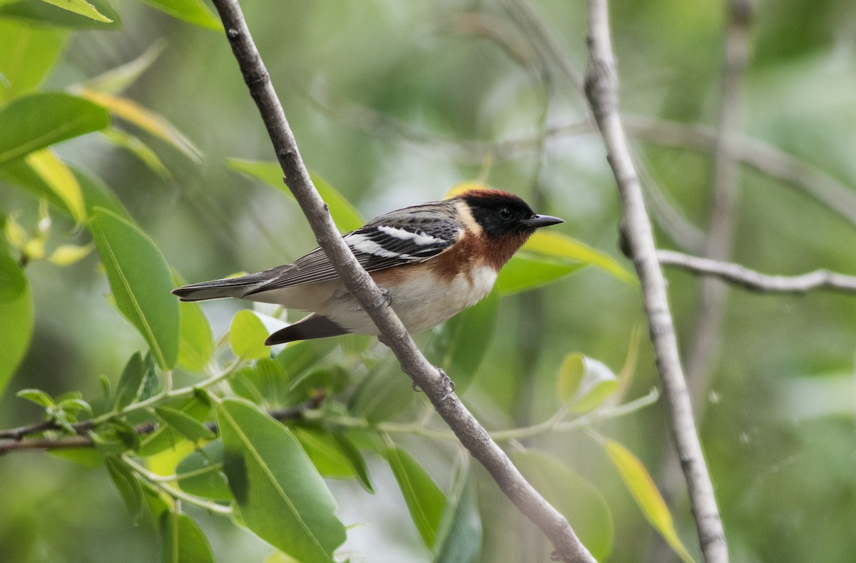 Bay-breasted Warbler - Mike Fialkovich