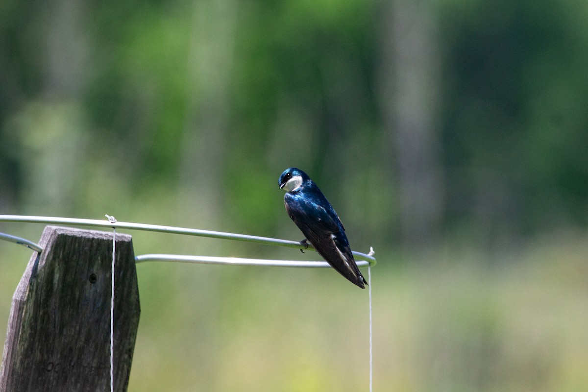 Tree Swallow - Nathan McCarty