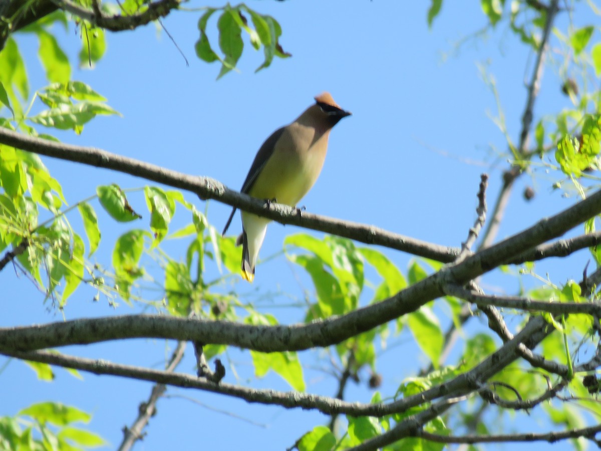 Cedar Waxwing - Valerie Crecco