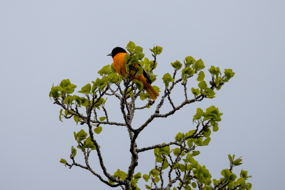 Baltimore Oriole - Rick Hughes