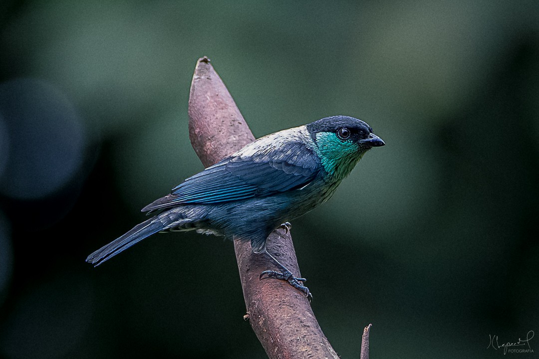 Black-capped Tanager - Juan Carlos Lopez Mejia