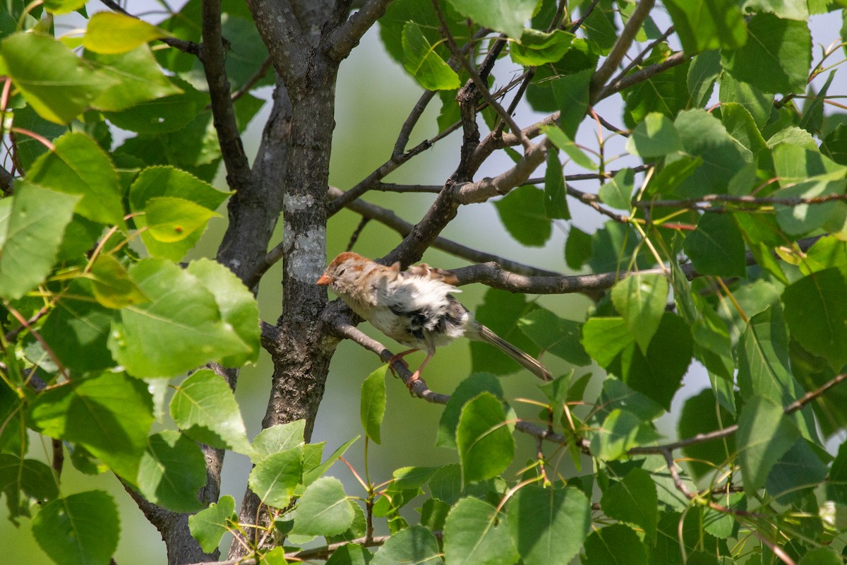 Field Sparrow - Nathan McCarty