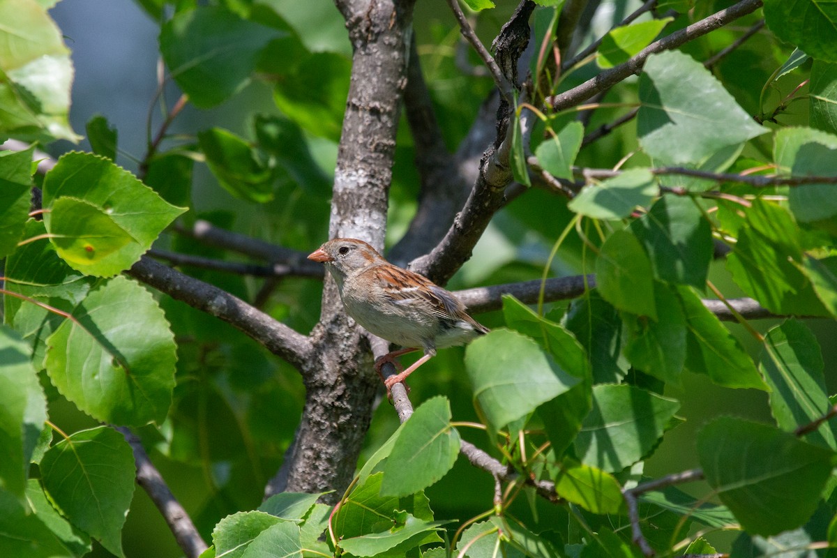 Field Sparrow - Nathan McCarty