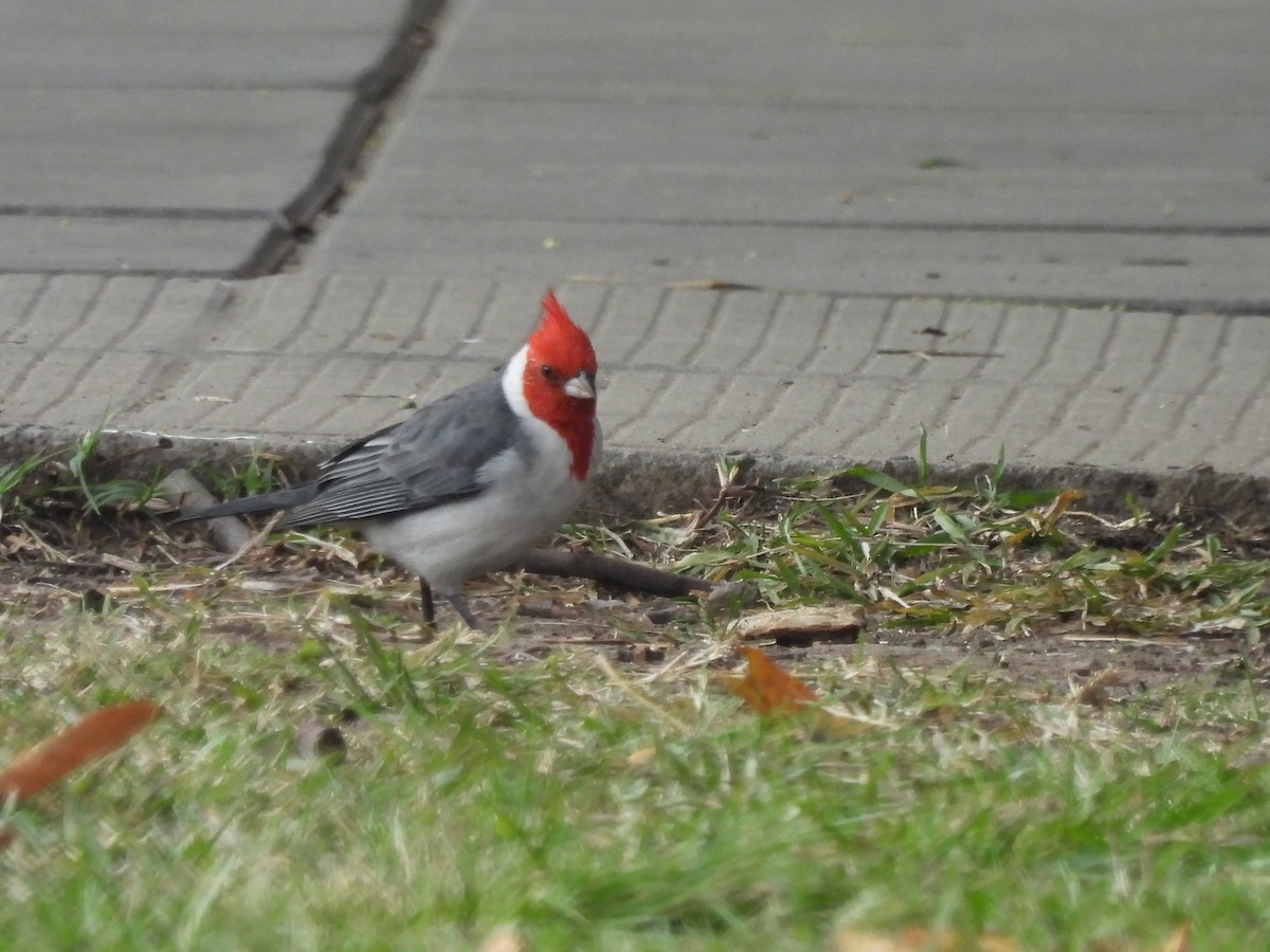 Red-crested Cardinal - Laura Bianchi