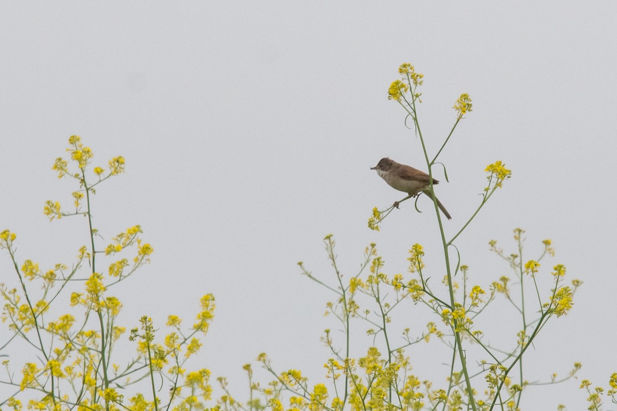 Greater Whitethroat - David Campbell