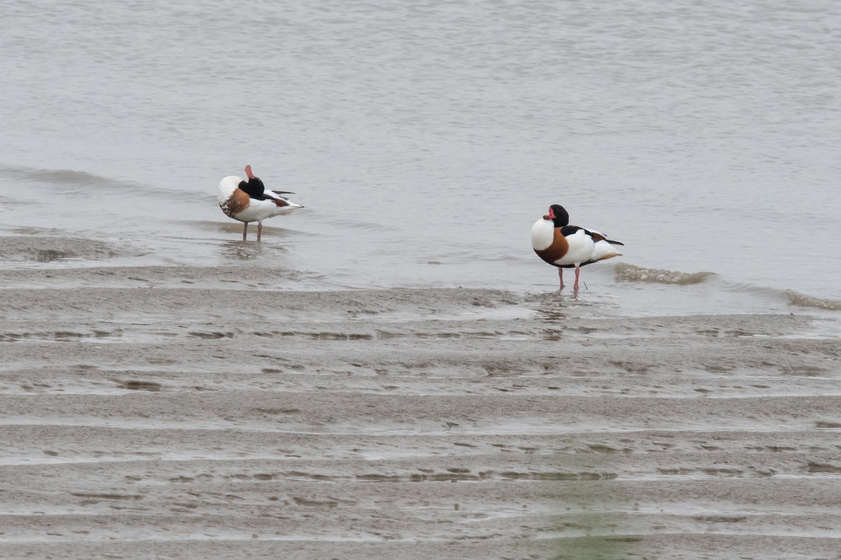 Common Shelduck - ML619294523