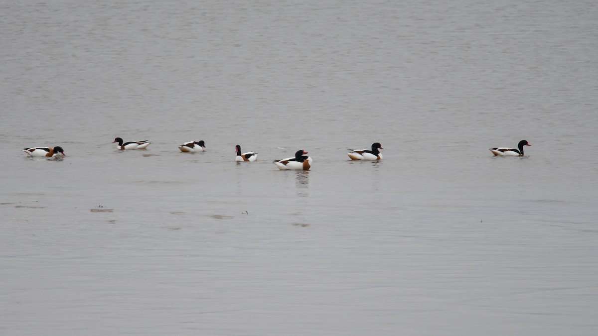 Common Shelduck - David Campbell