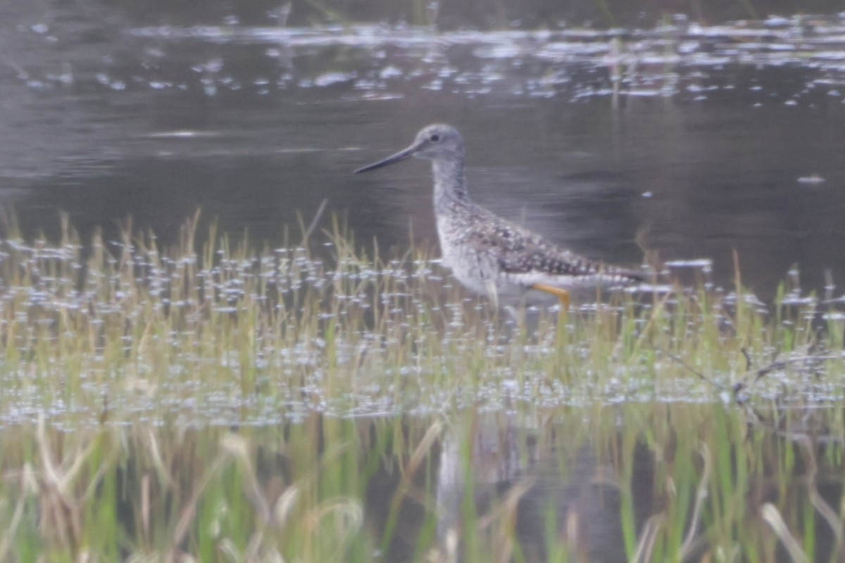 Greater Yellowlegs - Dary Tremblay