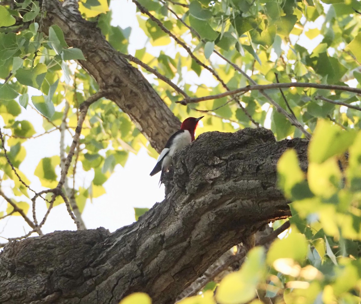 Red-headed Woodpecker - Bob Nieman