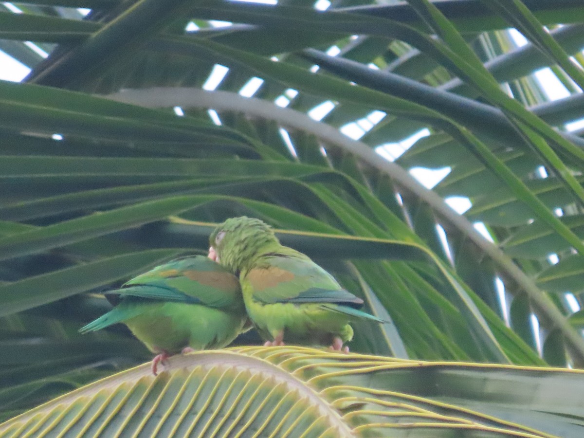 Orange-chinned Parakeet - Randy Lynch