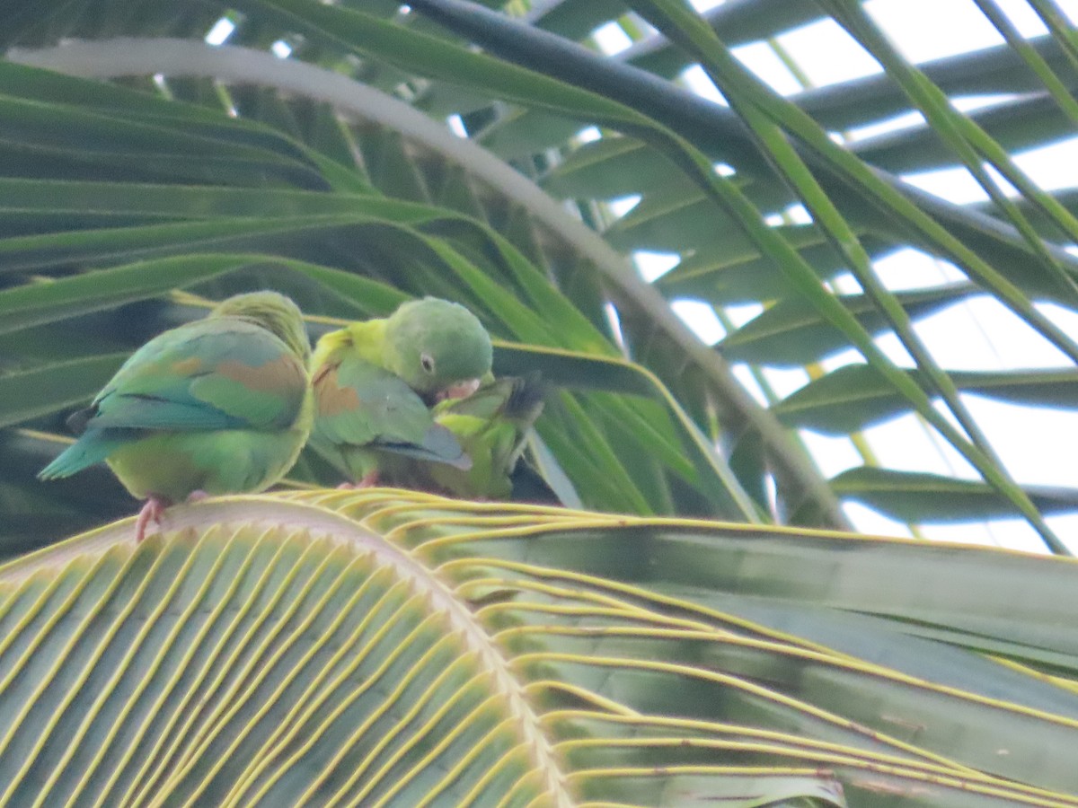 Orange-chinned Parakeet - Randy Lynch