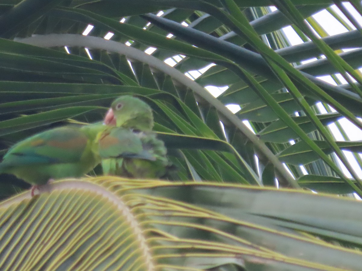 Orange-chinned Parakeet - Randy Lynch