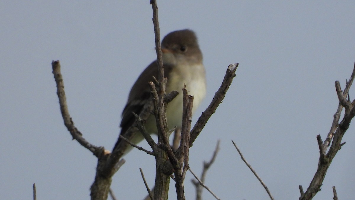 Willow Flycatcher - John Dunn