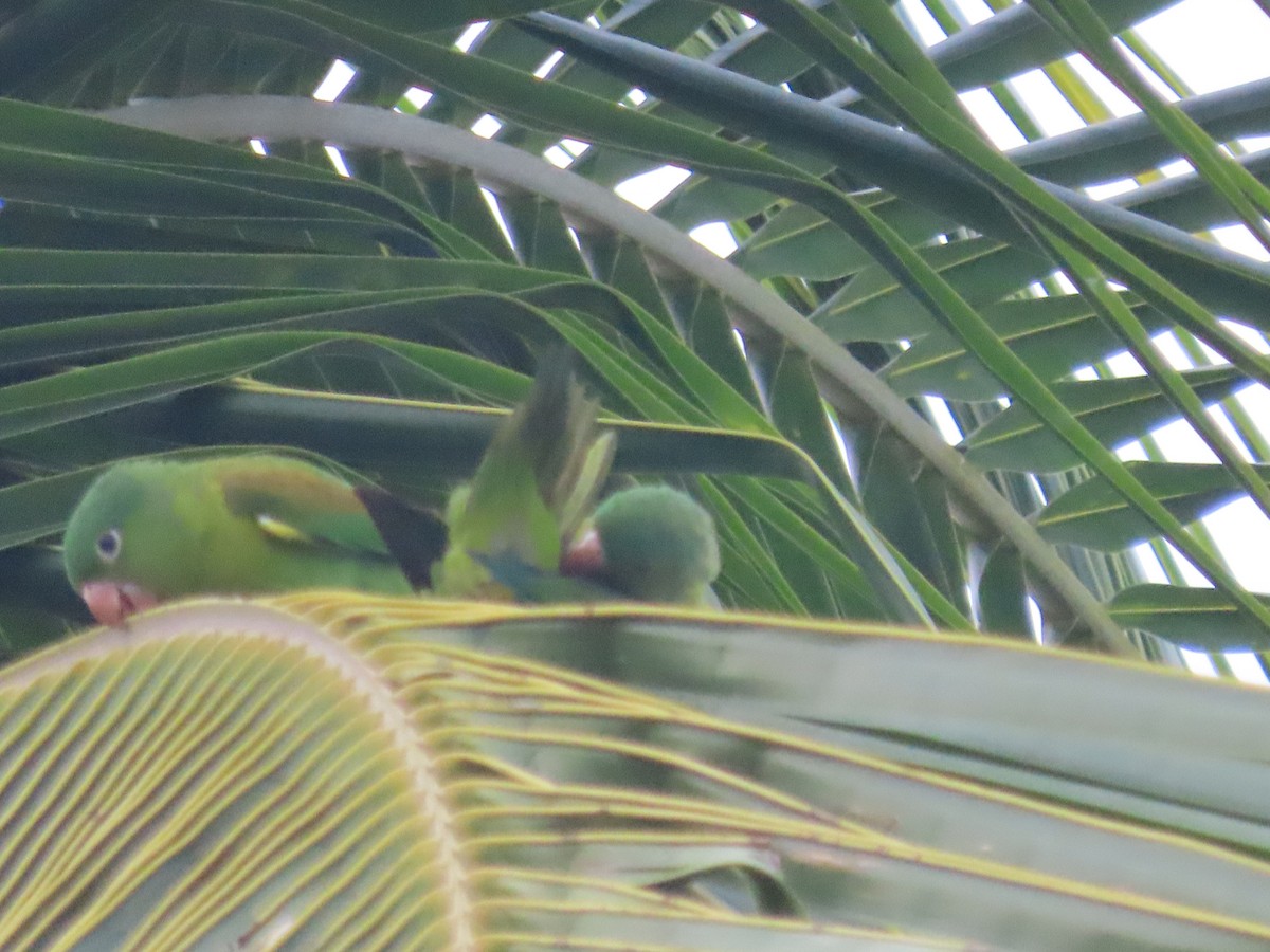 Orange-chinned Parakeet - Randy Lynch