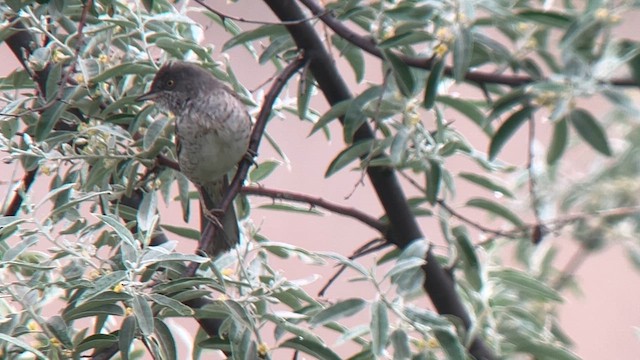 Barred Warbler - ML619294583