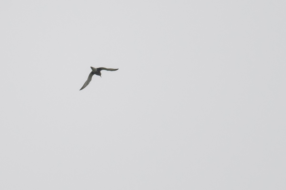 Black-bellied Plover - David Campbell