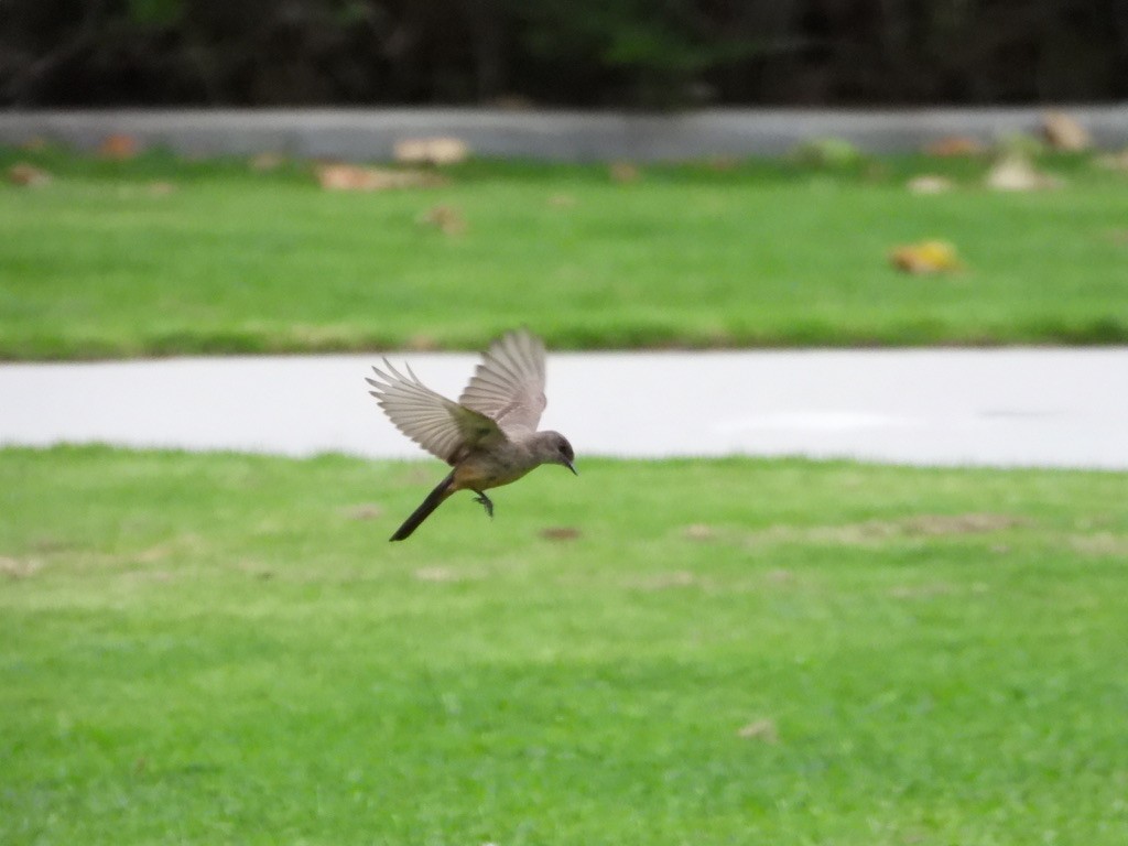 Say's Phoebe - Jane Schrenzel