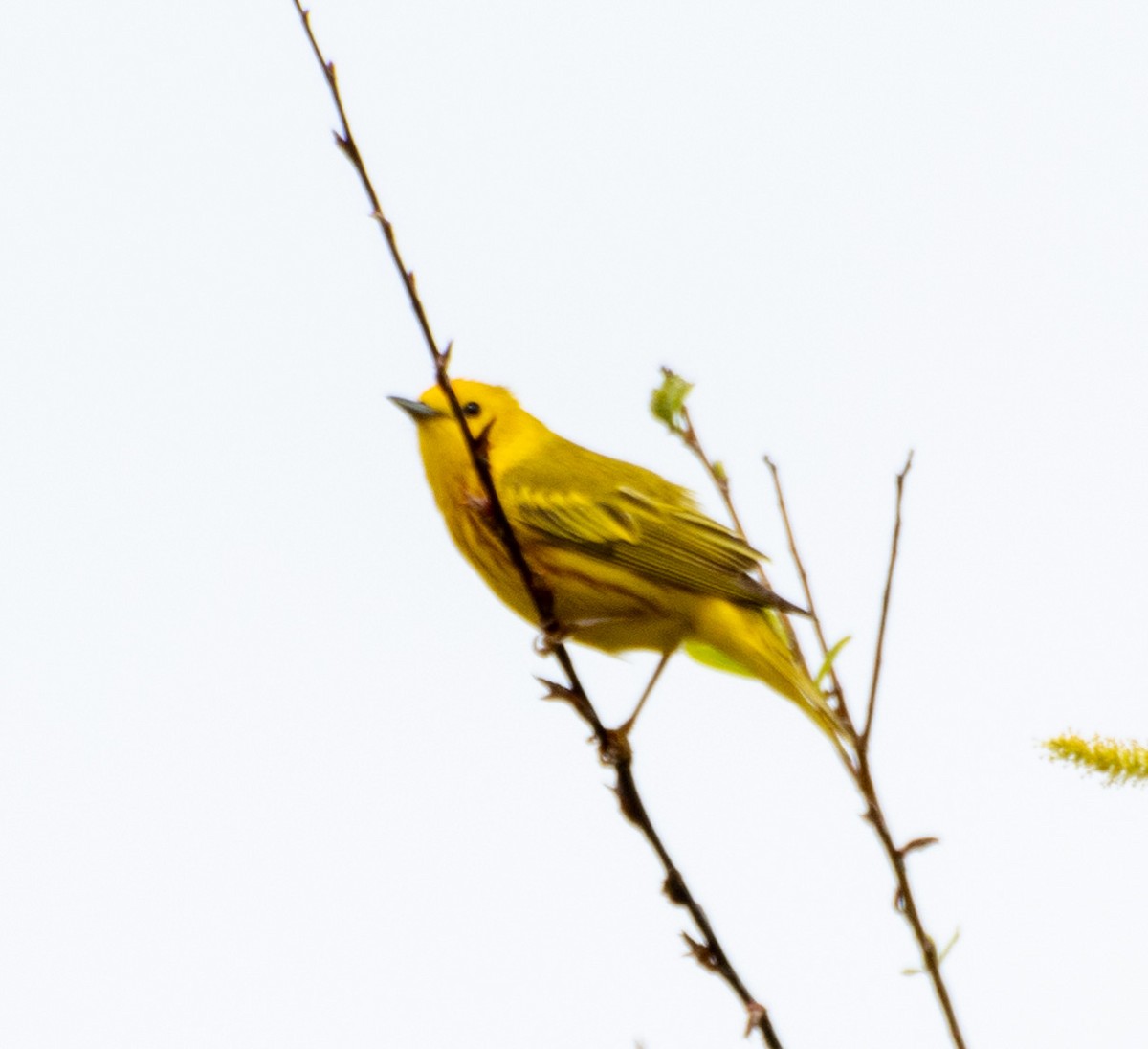 Yellow Warbler (Northern) - George Keller