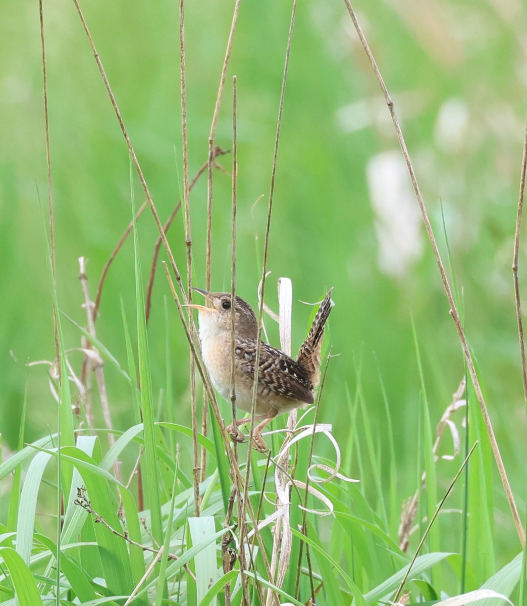 Sedge Wren - Rod Schmidt