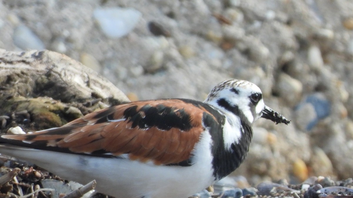 Ruddy Turnstone - John Dunn