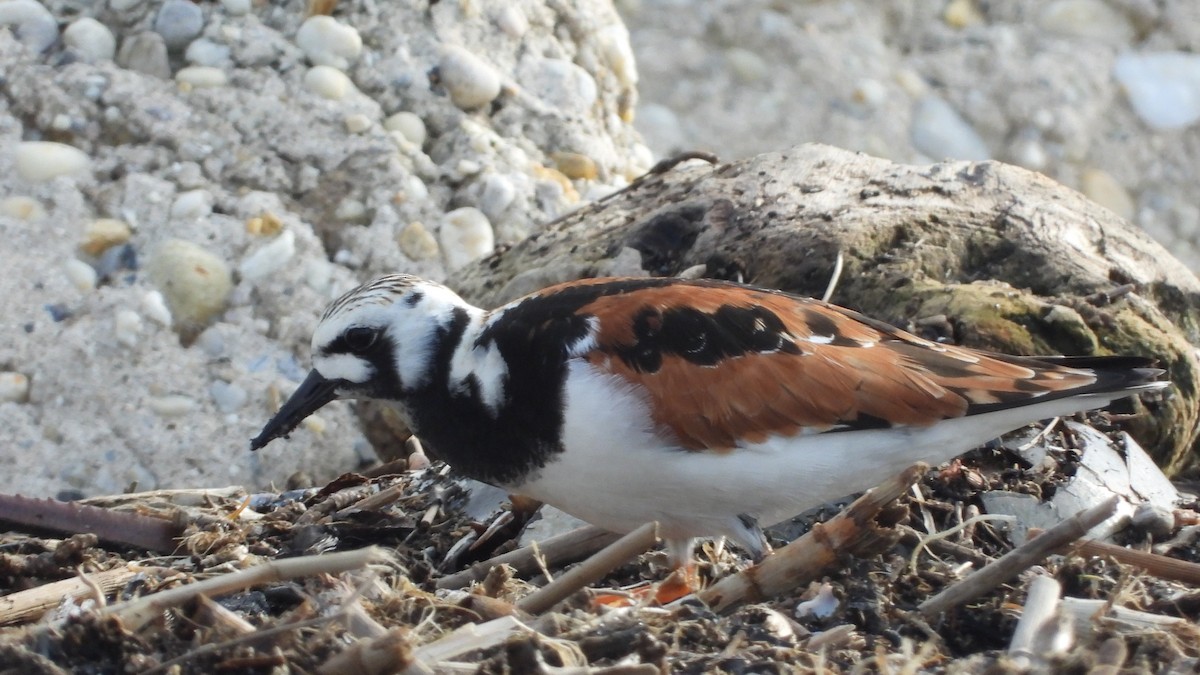 Ruddy Turnstone - John Dunn