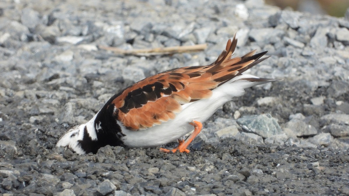 Ruddy Turnstone - John Dunn