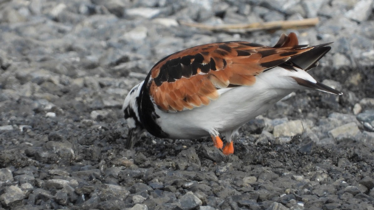 Ruddy Turnstone - John Dunn