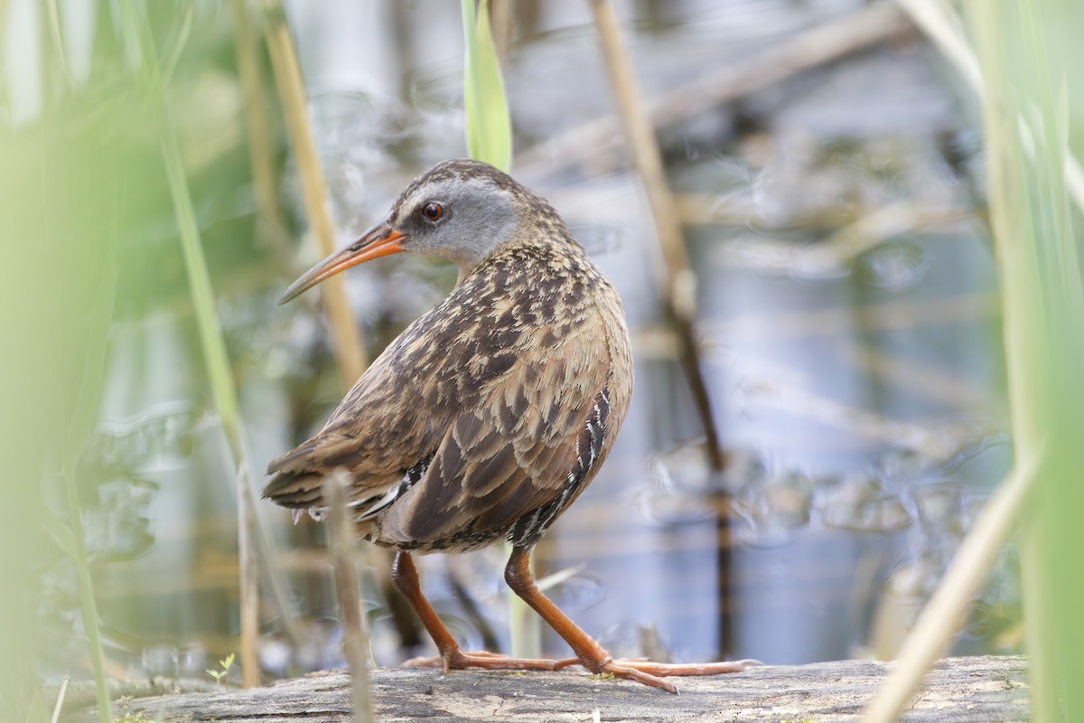 Virginia Rail - Jeanne Verhulst