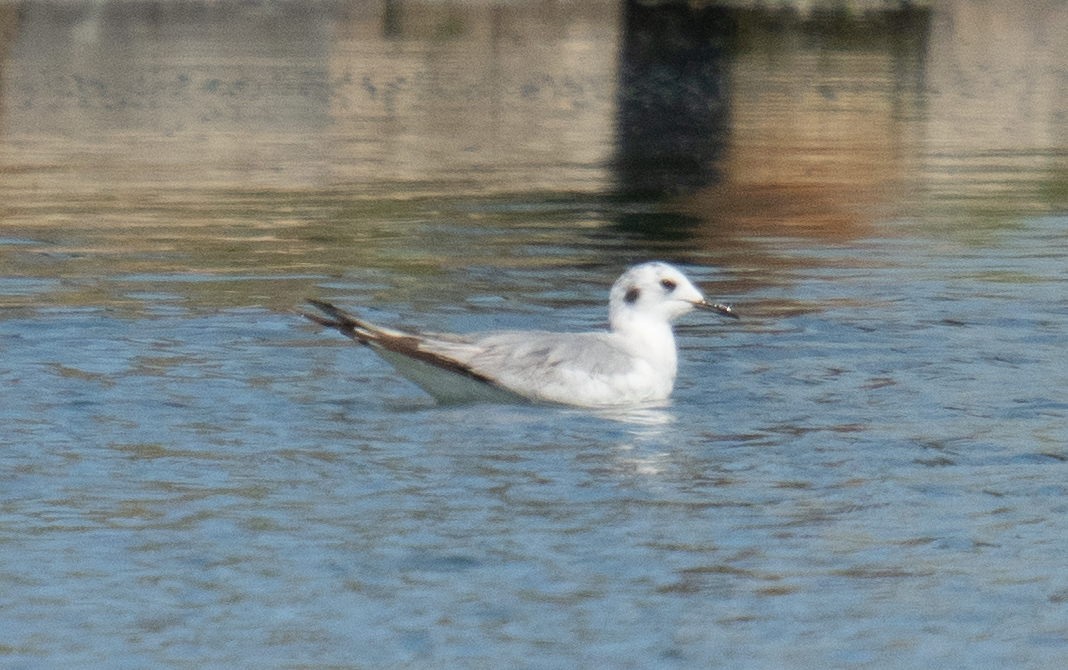 Bonaparte's Gull - Amanda Newlove