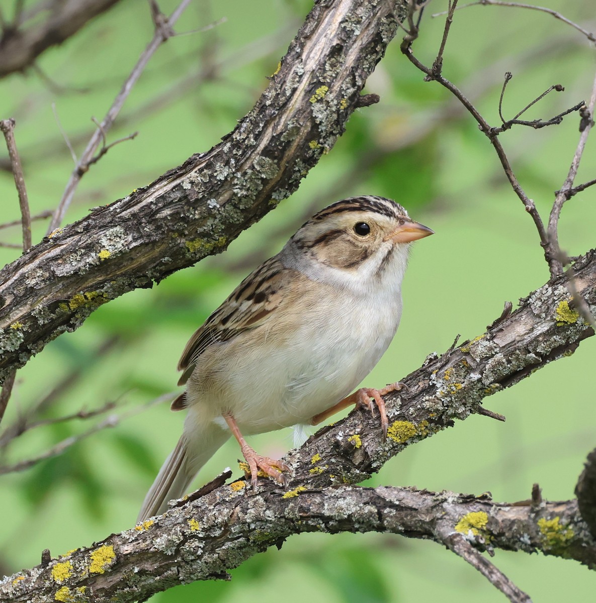 Clay-colored Sparrow - Rod Schmidt