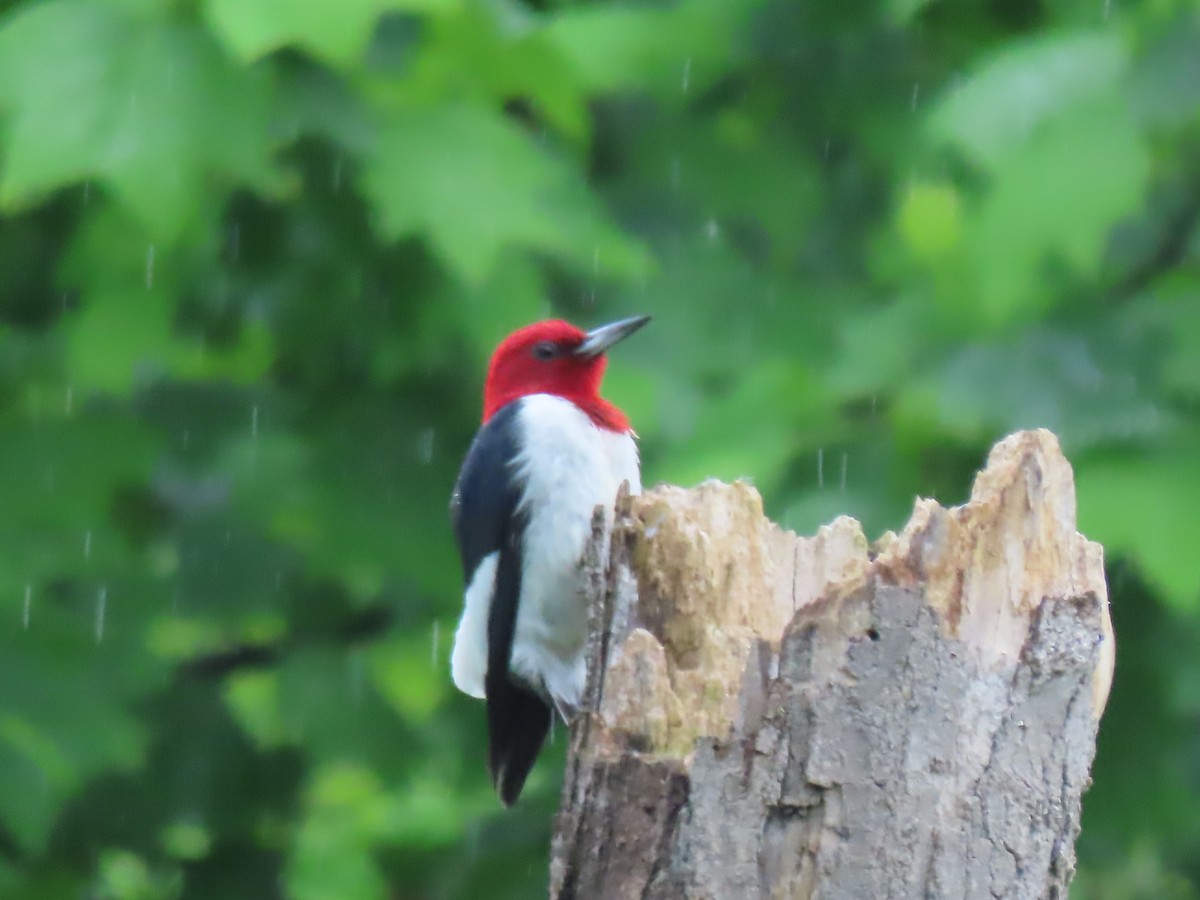 Red-headed Woodpecker - Terryl  Tindall