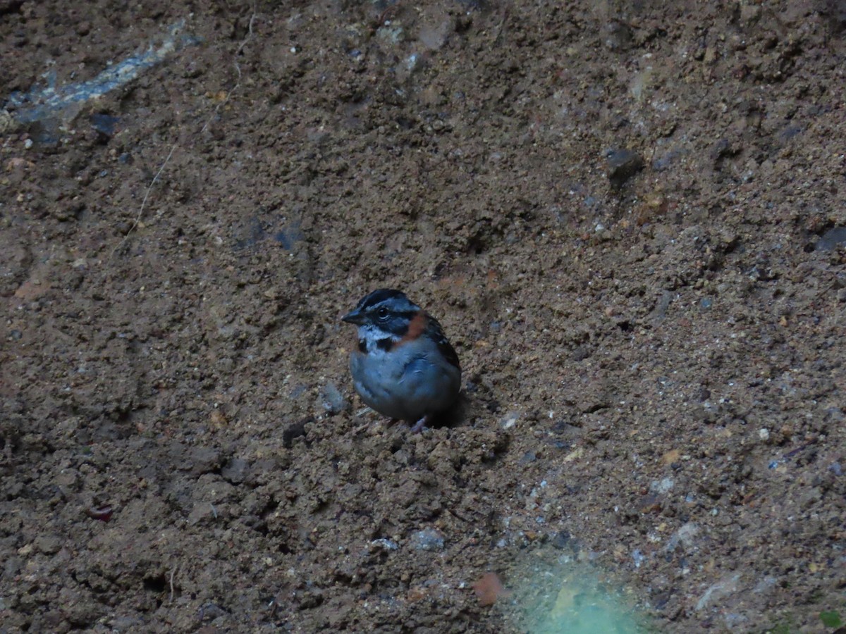 Rufous-collared Sparrow - Jerson Marin (@rojo_pajarero)