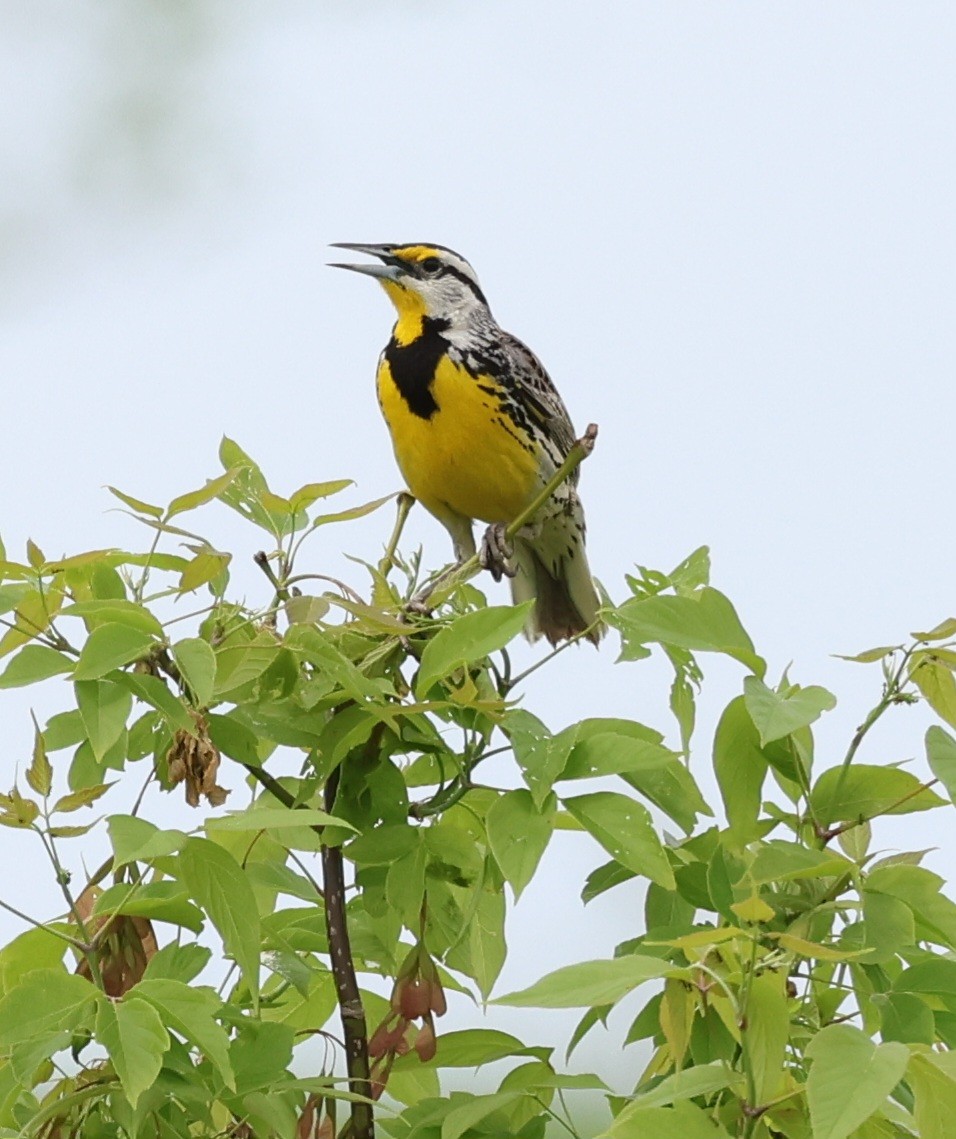 Eastern Meadowlark - Rod Schmidt