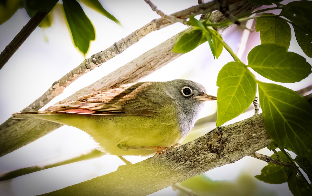 Connecticut Warbler - Claude Garand