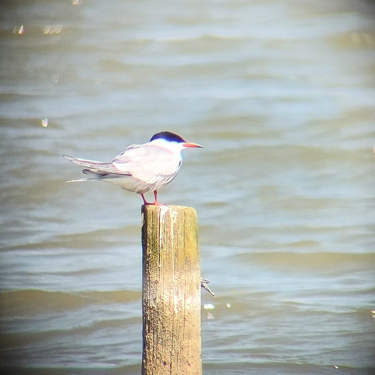 Common Tern - Anonymous