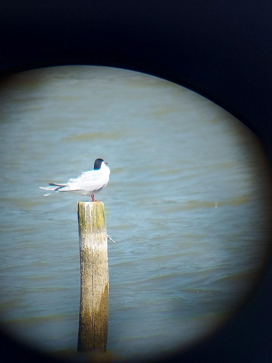 Common Tern - Anonymous