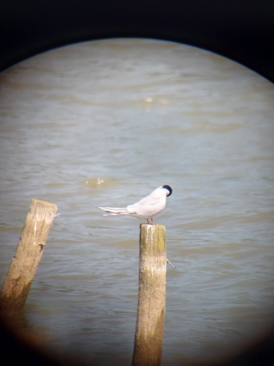 Common Tern - Anonymous